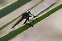 Promachus nigrialbus - photo 2