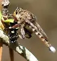 Promachus quadratus - Promachus quadratus