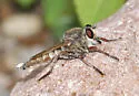 Promachus truquii