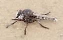 Promachus truquii - photo 2