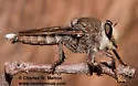 Promachus truquii - photo 4