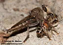 Promachus truquii - photo 5
