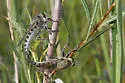 Promachus vertebratus - photo 4