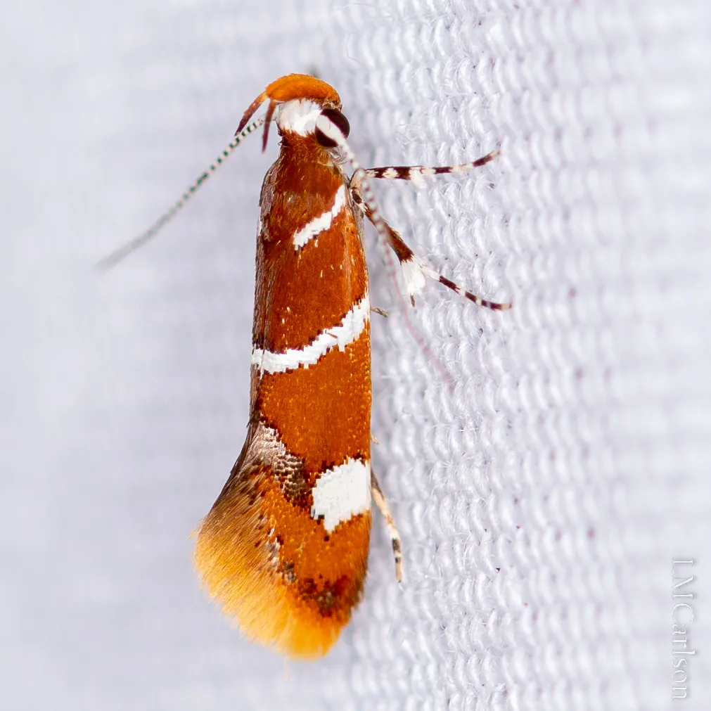 Suzuki's Promalactis Moth - photo 3