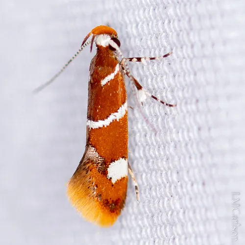 Suzuki's Promalactis Moth - photo 4