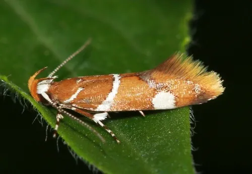 Suzuki's Promalactis Moth - photo 5