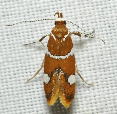 Suzuki's Promalactis Moth - photo 6