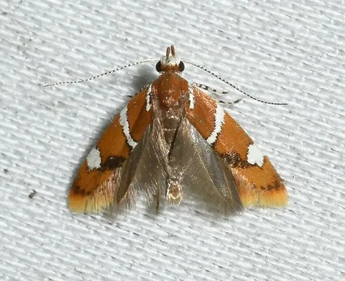 Suzuki's Promalactis Moth - photo 7