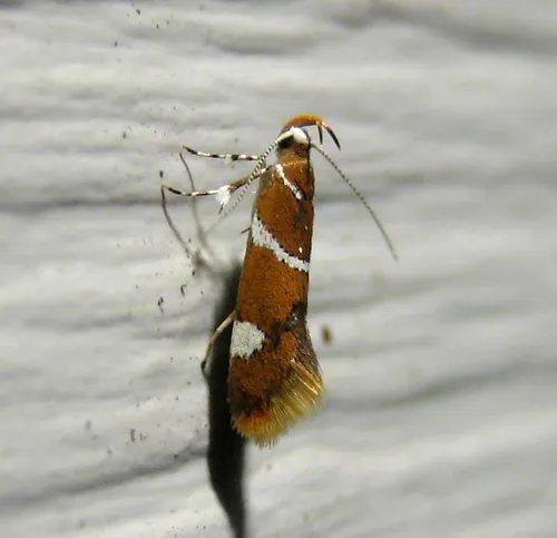 Suzuki's Promalactis Moth - photo 8