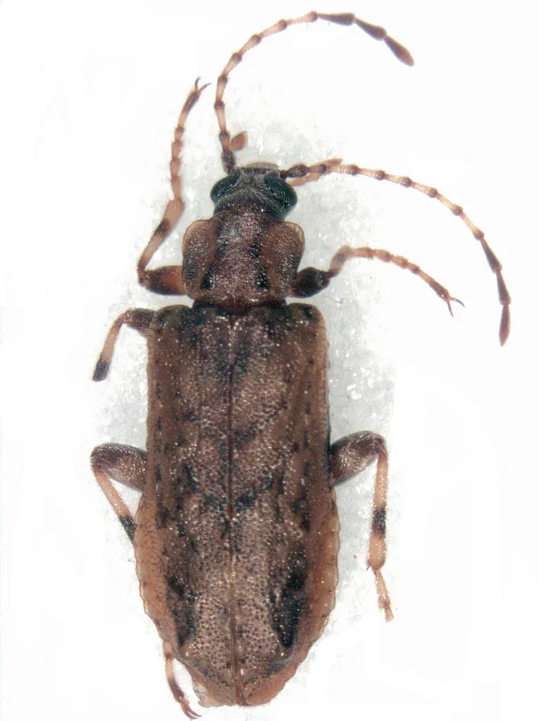 Promecheilidae - photo 2