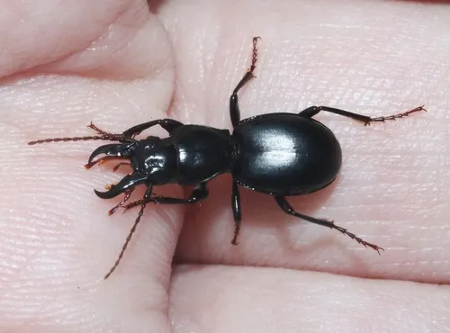 Straight-jawed Pedunculate Ground Beetle - Promecognathus crassus