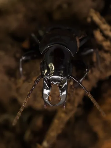 Straight-jawed Pedunculate Ground Beetle - photo 2