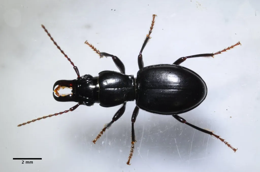 Straight-jawed Pedunculate Ground Beetle - photo 3