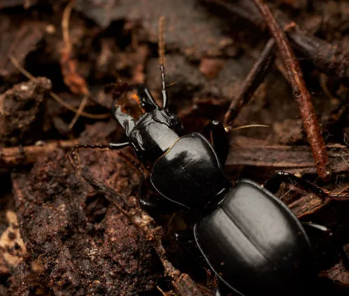 Straight-jawed Pedunculate Ground Beetle - photo 5