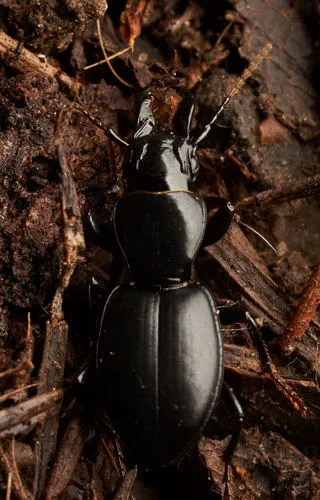 Straight-jawed Pedunculate Ground Beetle - photo 6