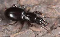 Promecognathus laevissimus