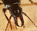 Promecognathus laevissimus - photo 2
