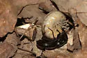 Promecognathus laevissimus - photo 5