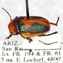Promecosoma arizonae