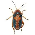 Promecosoma arizonae - photo 2