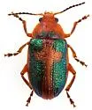 Promecosoma arizonae - photo 3