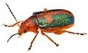 Promecosoma arizonae - photo 4