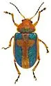Promecosoma arizonae - photo 5