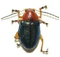 Promecosoma inflatum - photo 2