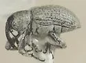 Promecotarsus densus - Promecotarsus densus