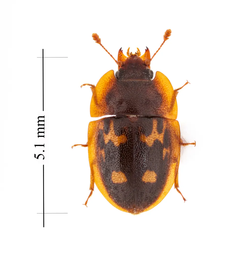 Prometopia sexmaculata - Prometopia sexmaculata