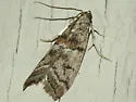 Promylea lunigerella - Hodges#5727 - photo 2