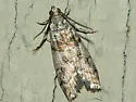 Promylea lunigerella - Hodges#5727 - photo 3
