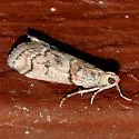 Promylea lunigerella - Hodges#5727 - photo 4