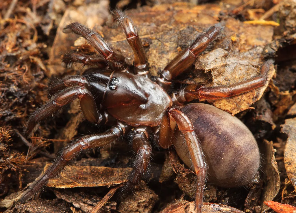 Promyrmekiaphila clathrata
