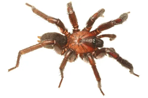 Promyrmekiaphila clathrata - photo 3