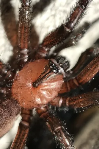 Promyrmekiaphila clathrata - photo 4
