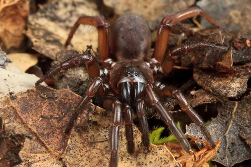 Promyrmekiaphila clathrata - photo 5