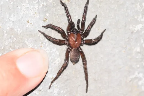 Promyrmekiaphila clathrata - photo 7