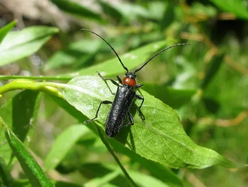 Pronocera collaris - photo 2