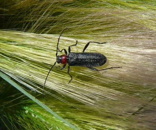 Pronocera collaris - photo 3