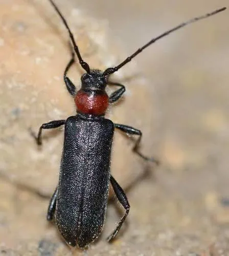 Pronocera collaris - photo 4