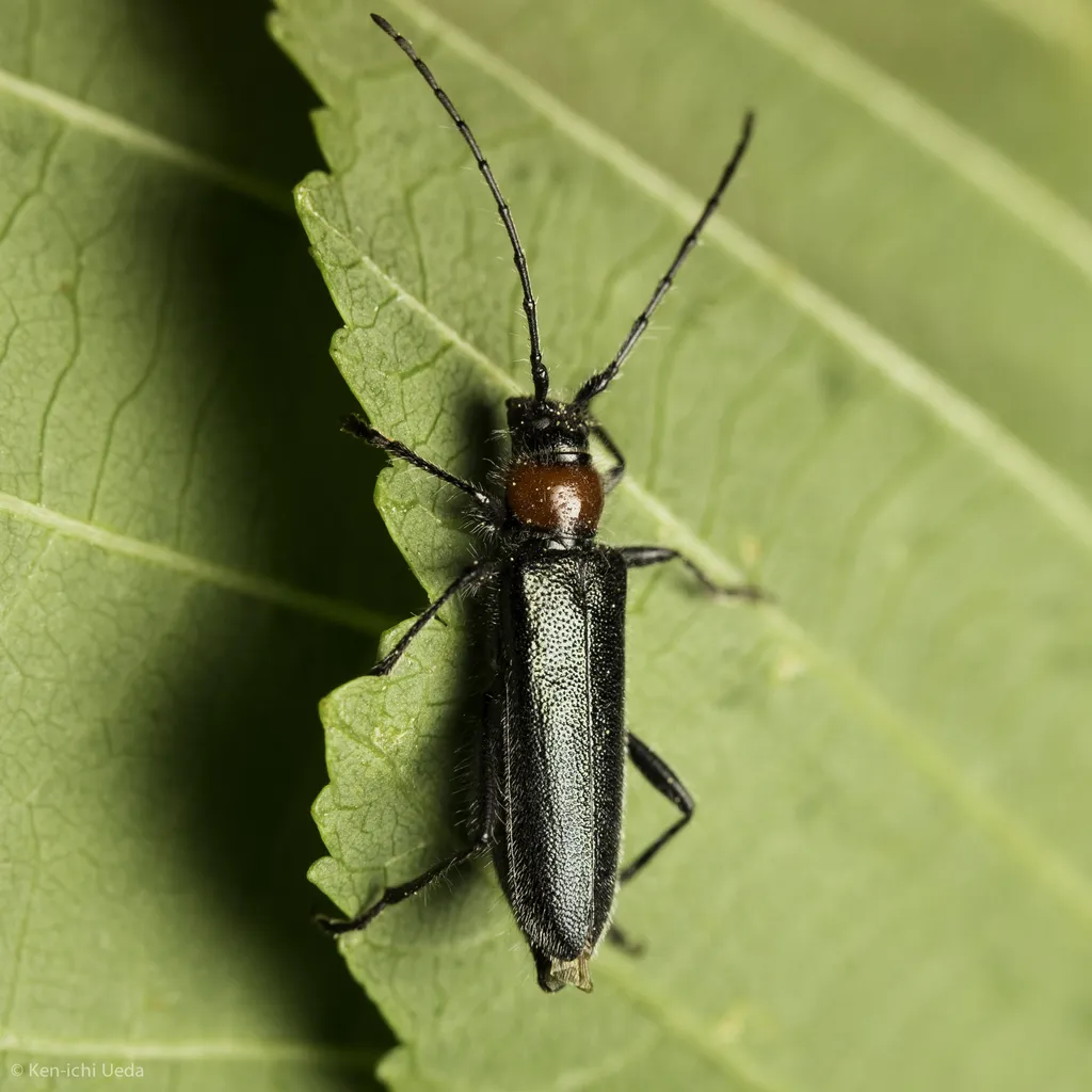 Pronocera collaris - photo 5