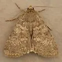 Pronoctua peabodyae - Hodges#11050.1
