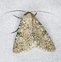 Pronoctua peabodyae - Hodges#11050.1 - photo 2