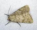 Pronoctua peabodyae - Hodges#11050.1 - photo 3