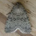 Pronoctua typica - Hodges#11049