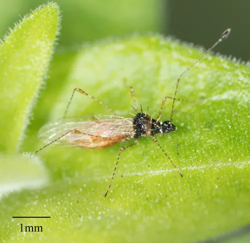 Pronotacantha annulata - photo 2