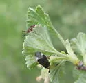 Pronotocrepis clavicornis