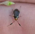 Pronotocrepis clavicornis - photo 2