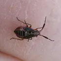 Pronotocrepis clavicornis - photo 3